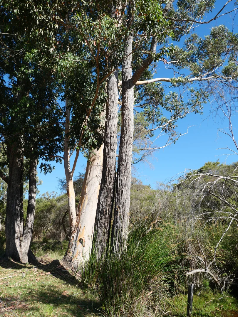 Additional image 20 of 61 Hayes Road, East Nannup WA 6275