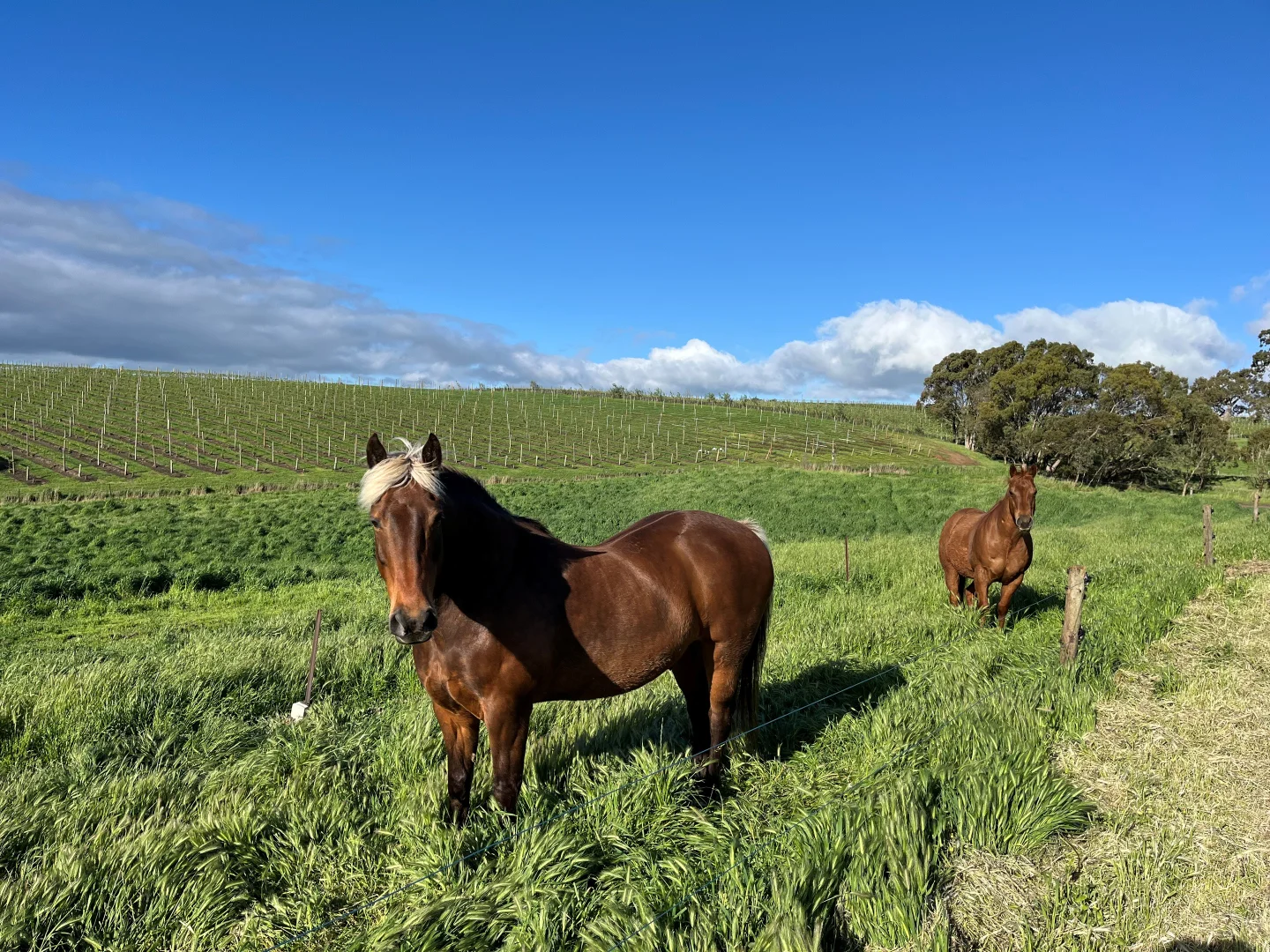 Additional image 31 of 127 Quinns Road, Forreston SA 5233