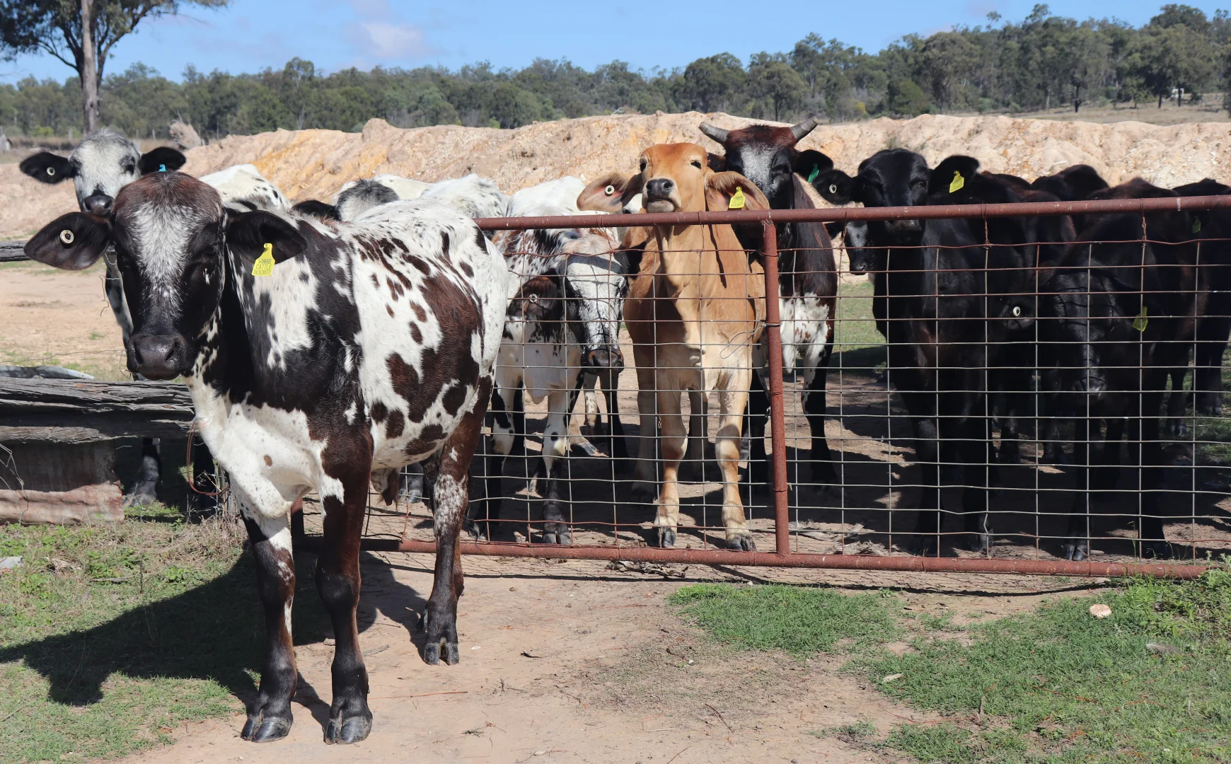 Additional image 11 of 25731 Burnett Highway, Cynthia QLD 4627