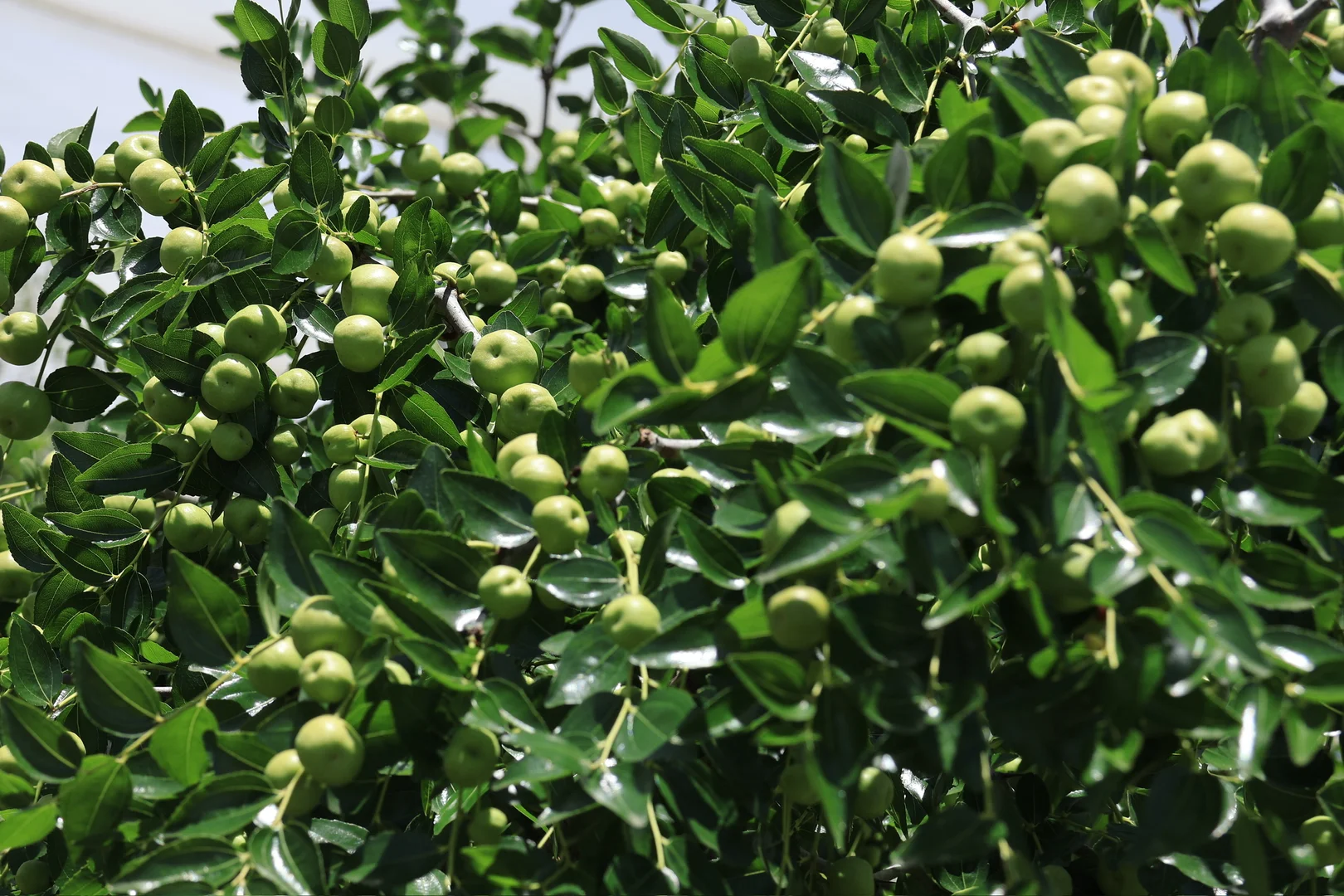 Additional image 7 of 42 Noakes Road, Traveston QLD 4570