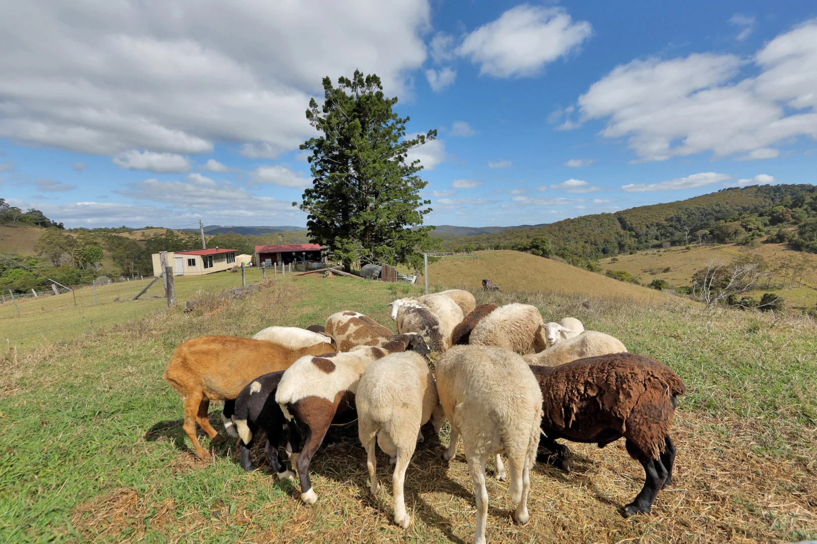 Additional image 24 of 279 Diggings Road, Eungella QLD 4757