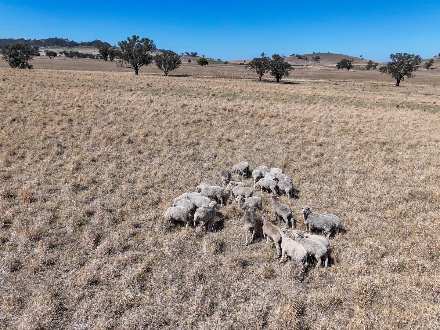 Additional image 8 of 'Yeronga' Piersons Road, Mangoplah NSW 2652
