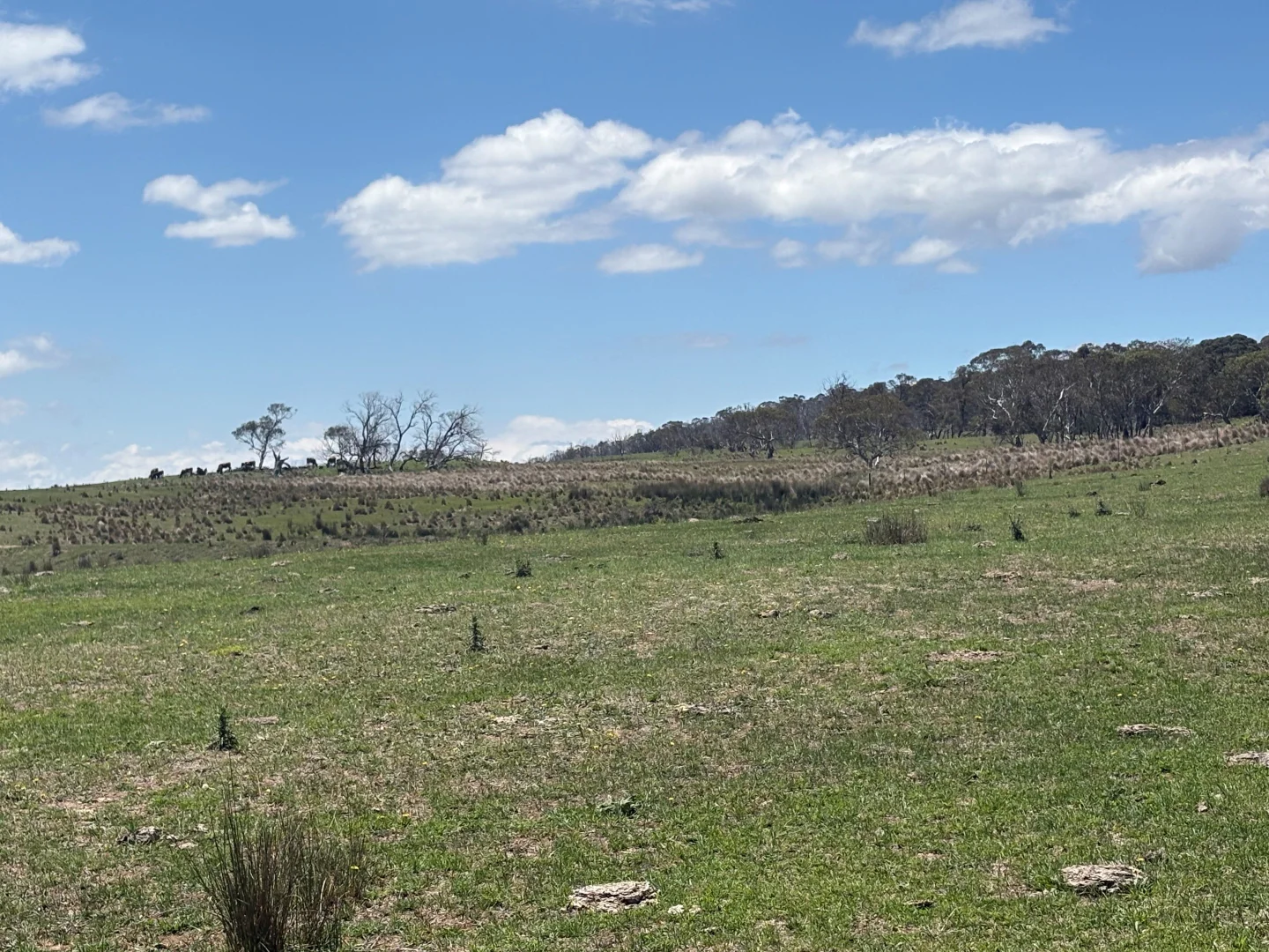 Additional image 22 of 130 Jerrabatgulla Road via Braidwood, Braidwood NSW 2622