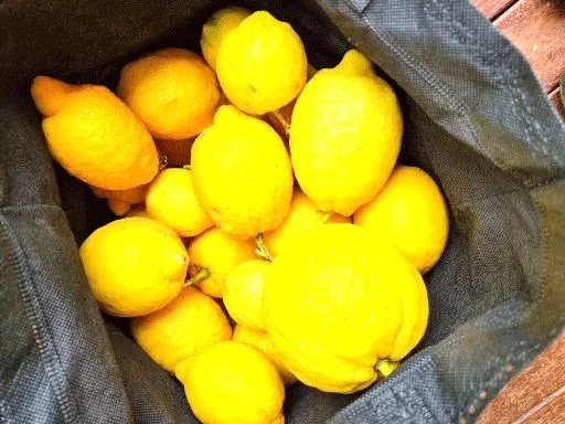 Additional image 10 of 90 Harris Street, Corryong VIC 3707