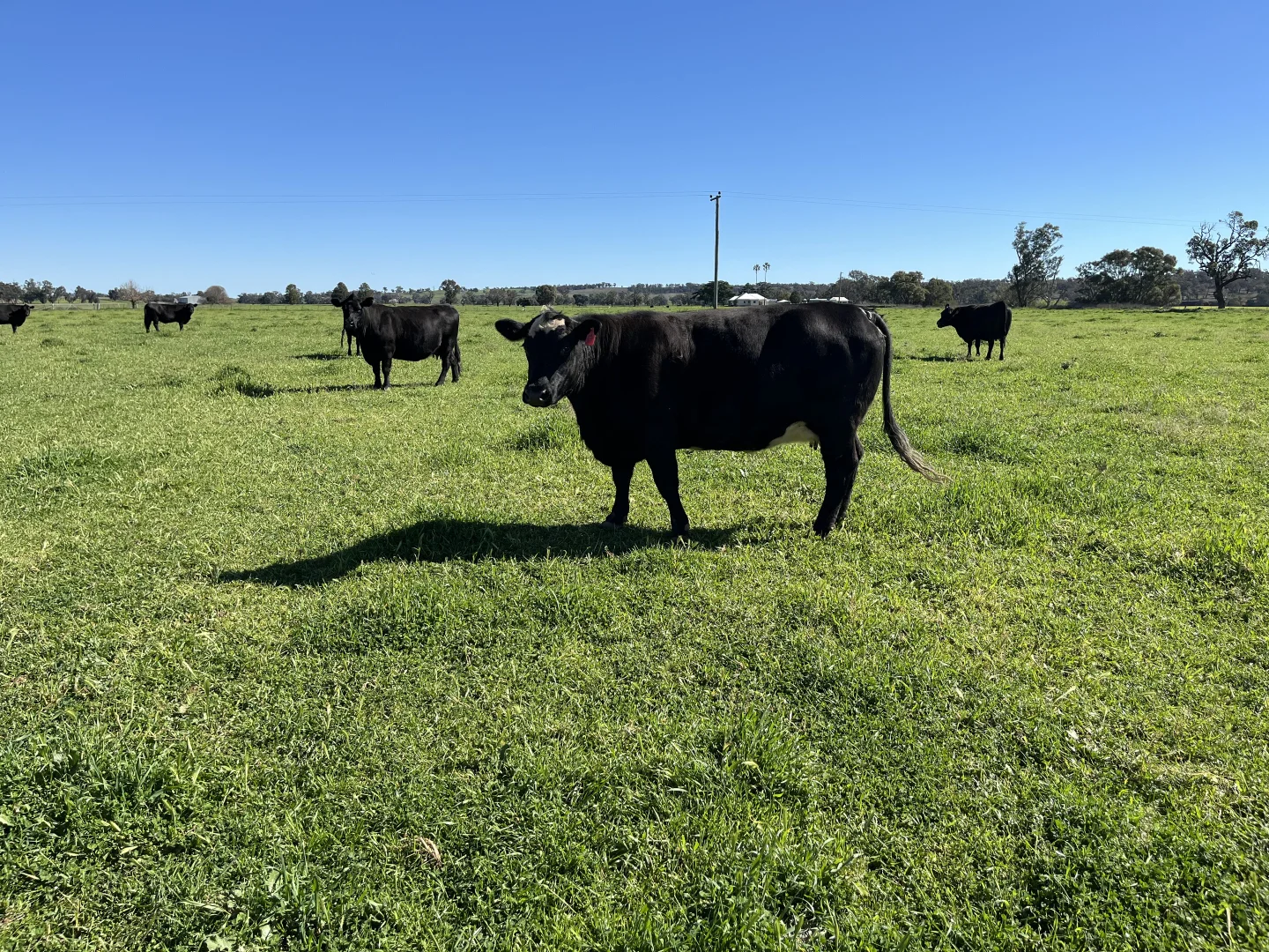 Additional image 17 of "Piambra" 714 Piambra Road, Binnaway NSW 2395