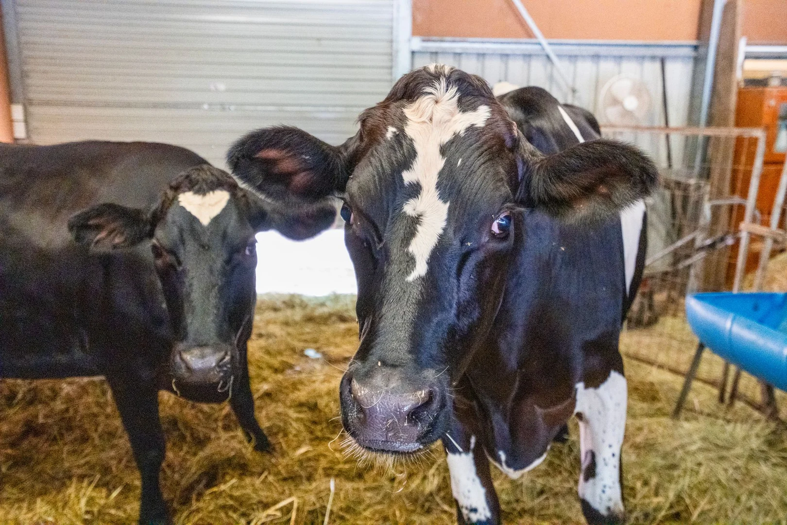 Additional image 13 of 1 Mason Court, Samsonvale QLD 4520