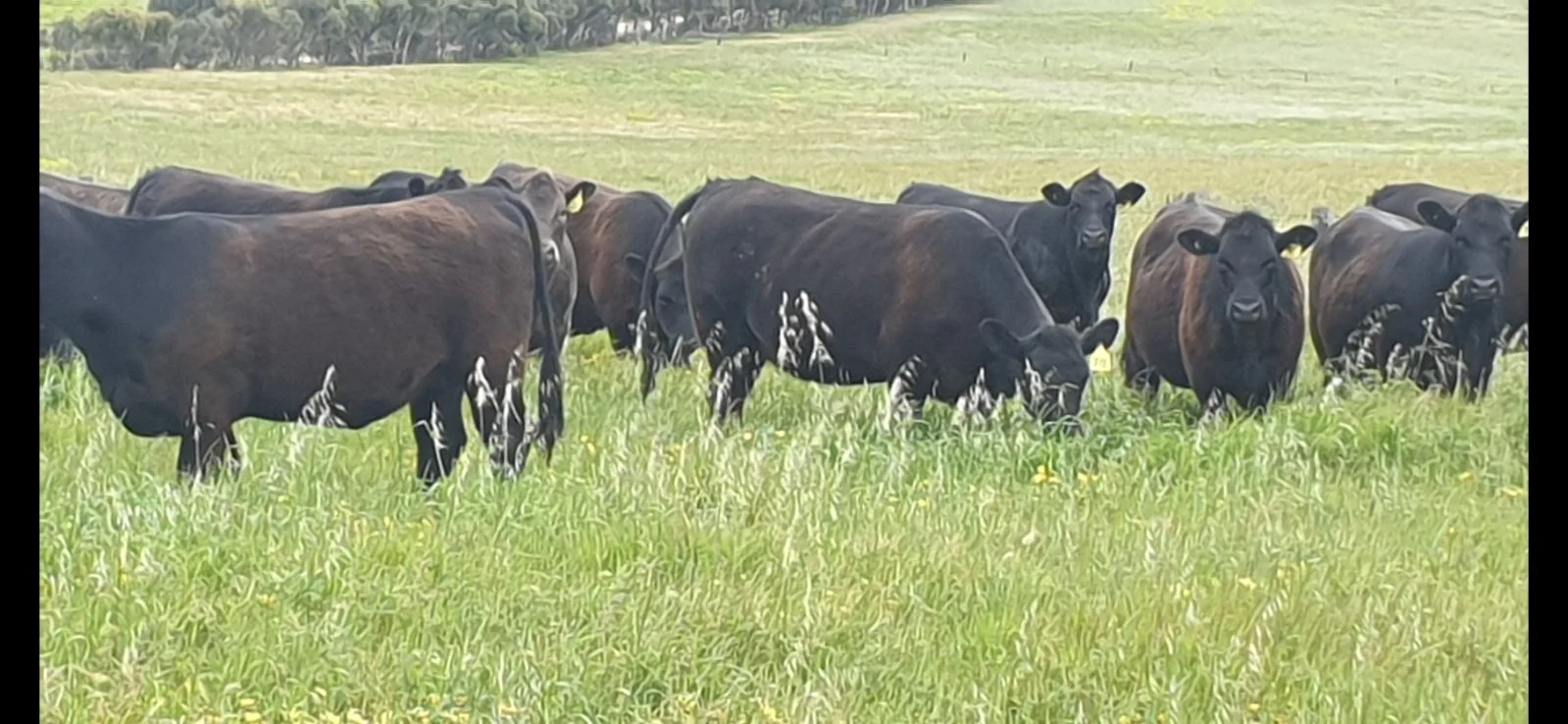 Additional image 35 of 26 Griffin Road, Clayton Bay SA 5256