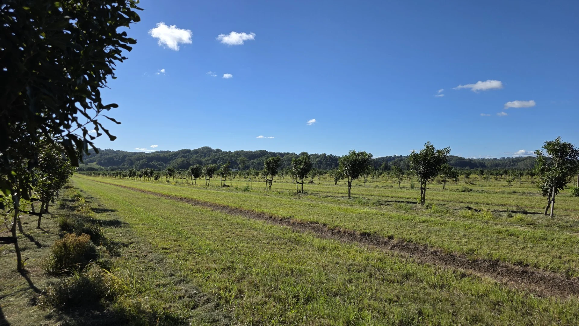 Additional image 4 of 292 Pimlico Road, Pimlico NSW 2478