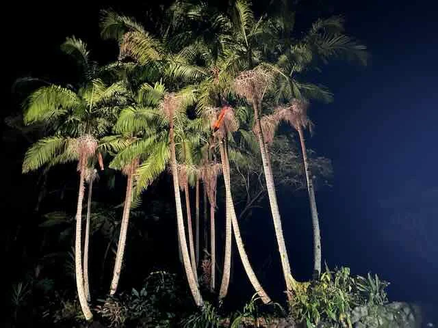 Additional image 23 of 150 Koonyum Range Road, Wilsons Creek NSW 2482