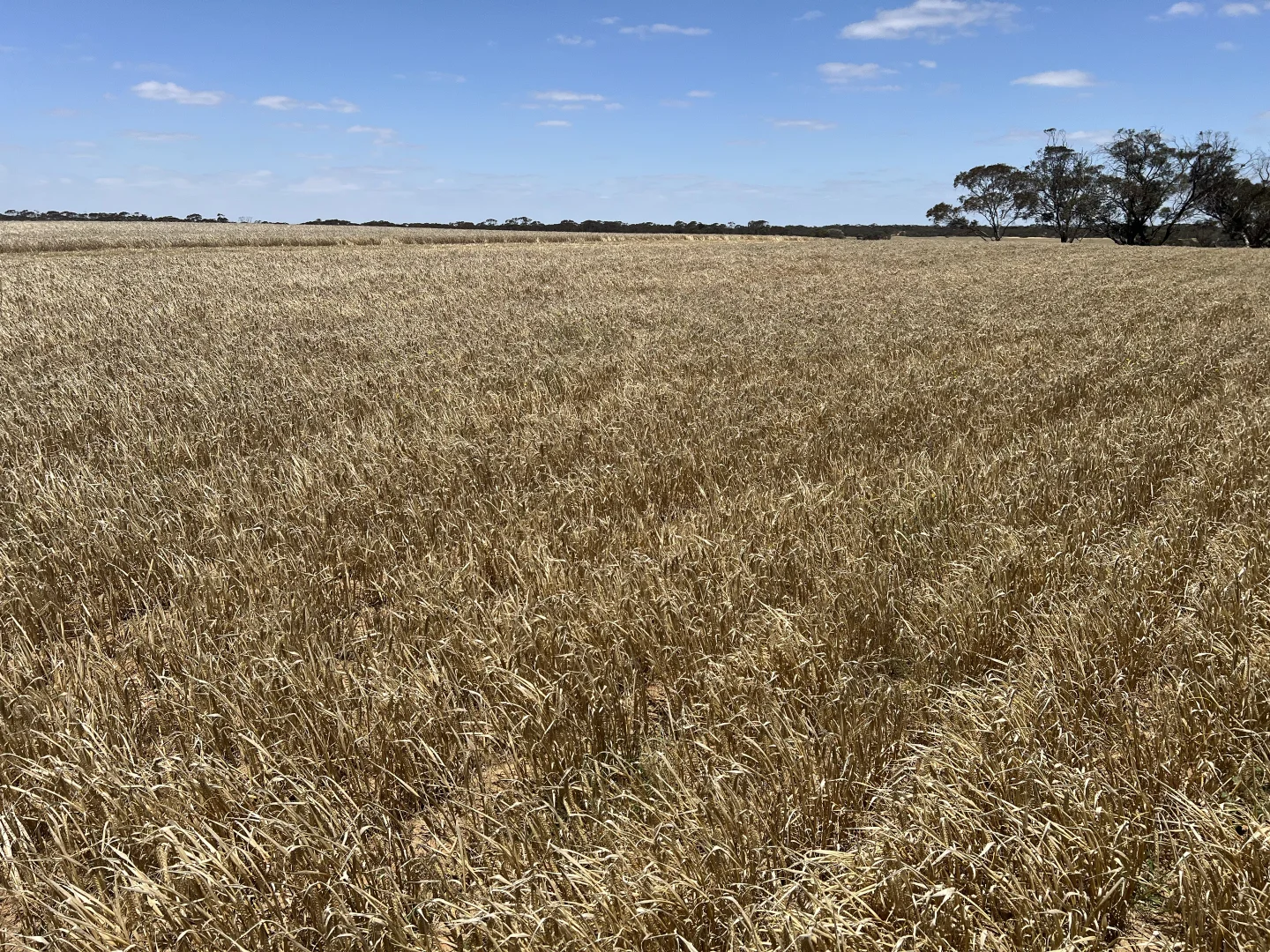 Additional image 11 of 1523 Geranium North Road, Geranium SA 5301