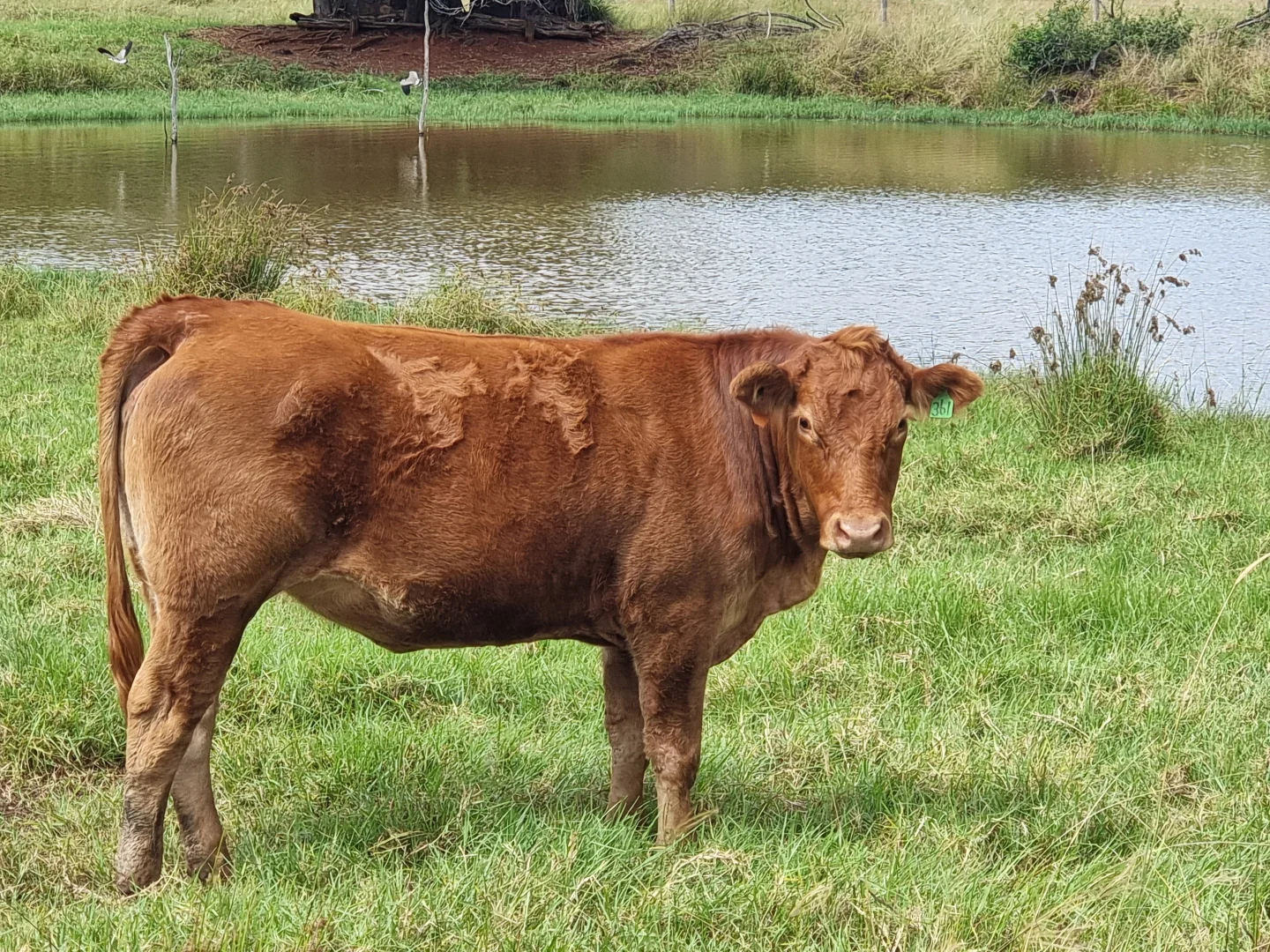 Additional image 16 of 725 Mount Mceuen Road, Wondai QLD 4606