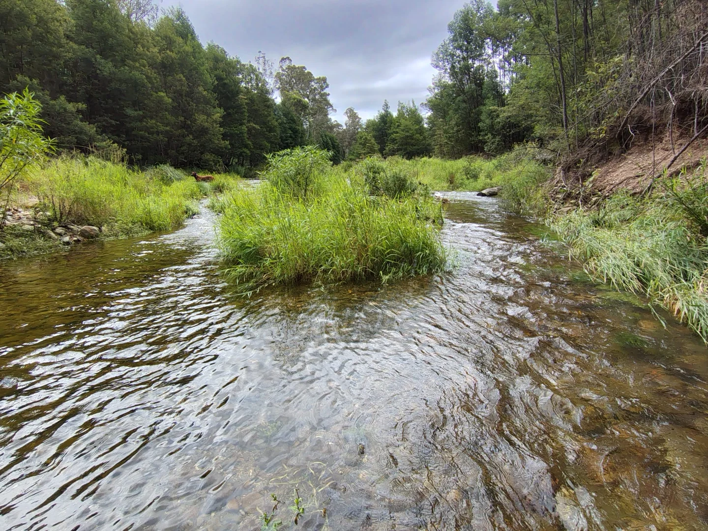 Additional image 43 of 115 Gulph Creek Road, Nerrigundah NSW 2545