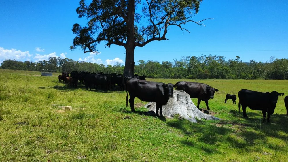 Additional image 2 of Lot 2 Upper Smiths Creek Road, Kundabung NSW 2441