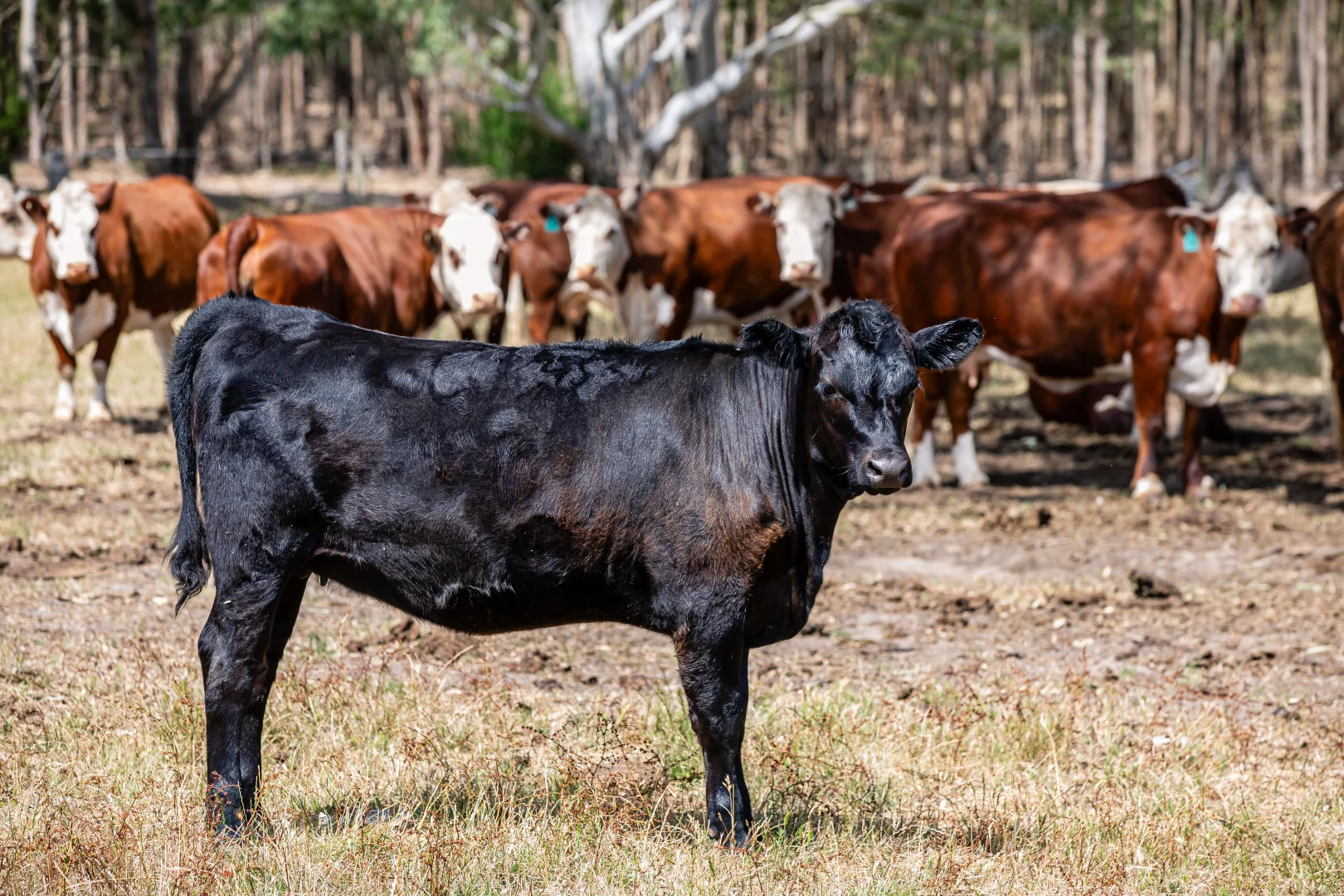 Additional image 23 of 93 The Bluff Road, Casterton VIC 3311
