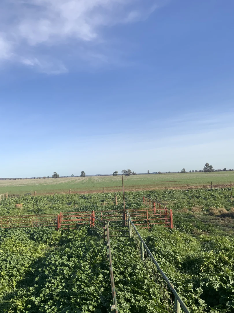 Additional image 15 of 762 Cornells Road, Condobolin NSW 2877