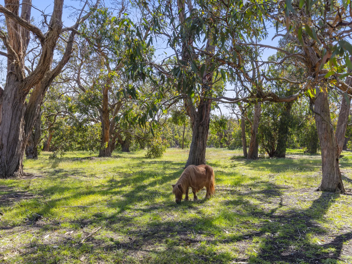 Additional image 28 of 850 Pettavel Road, Freshwater Creek VIC 3217