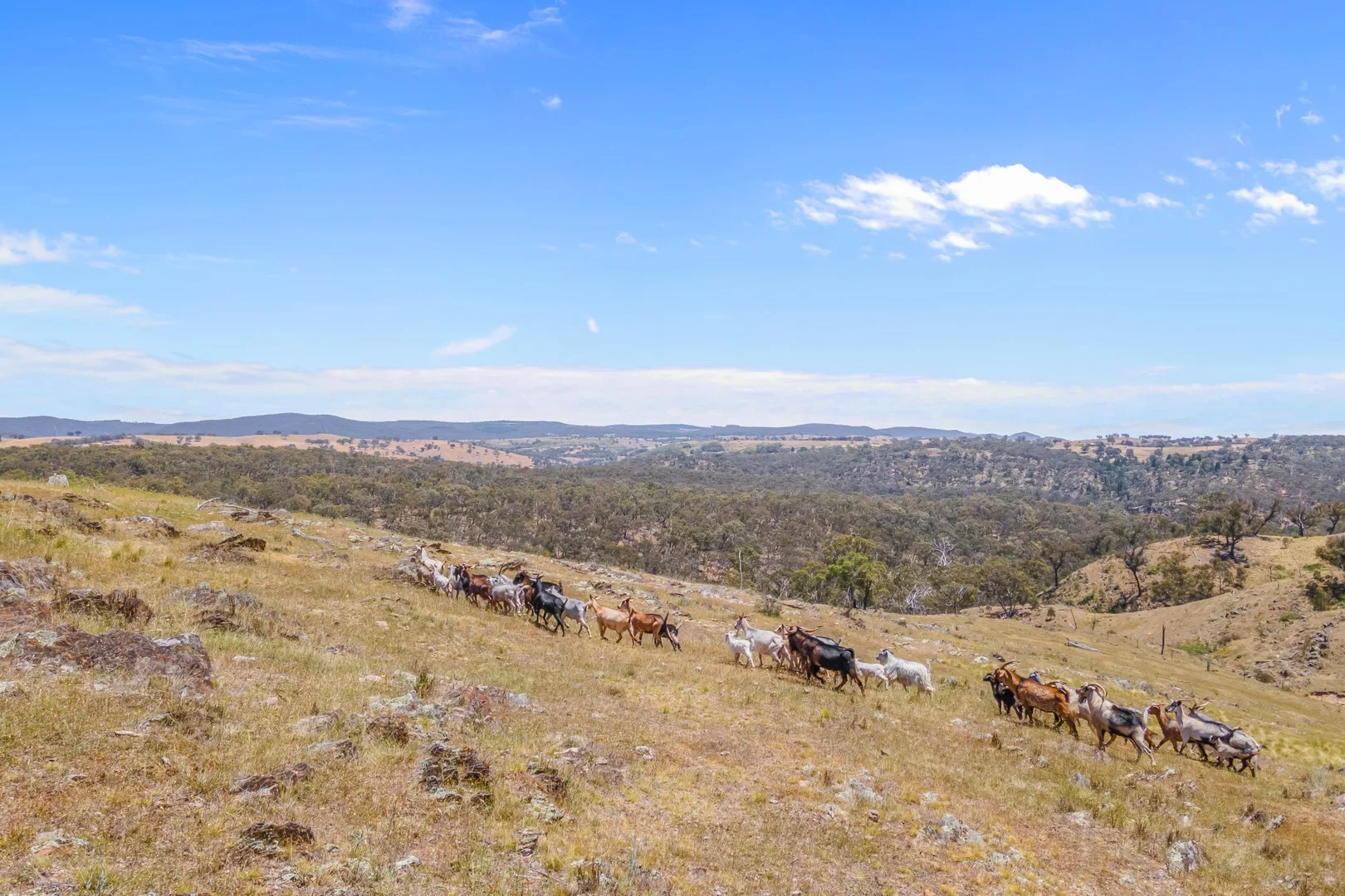 1884 Lower Lewis Ponds Road, Ophir NSW 2800