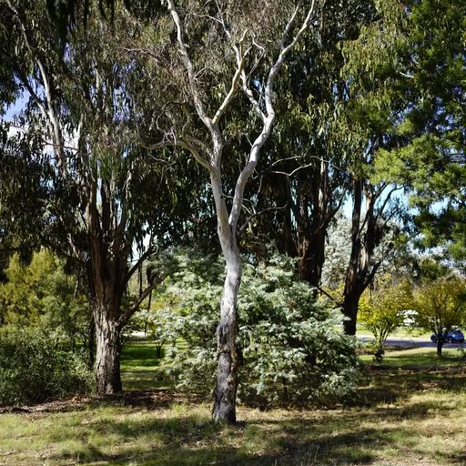 Additional image 14 of 14 Ibbott Lane, Belconnen ACT 2617