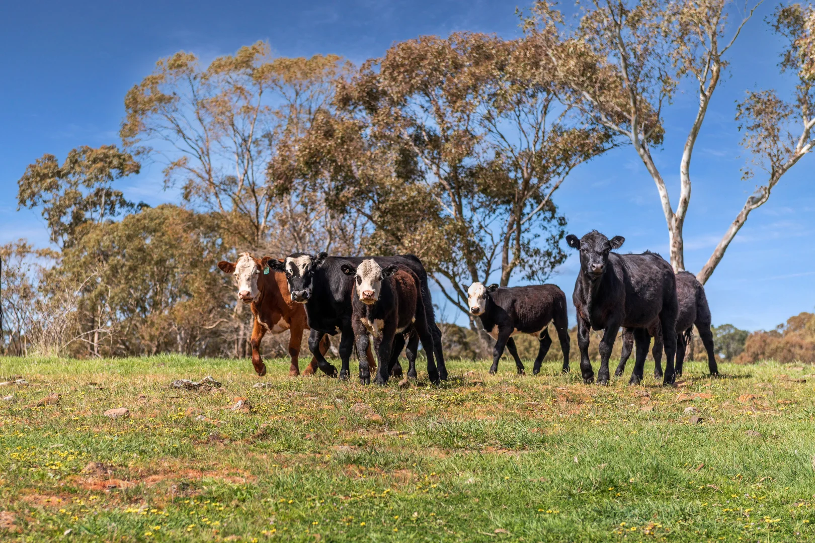 Additional image 4 of 2970 Northern Highway, High Camp VIC 3764
