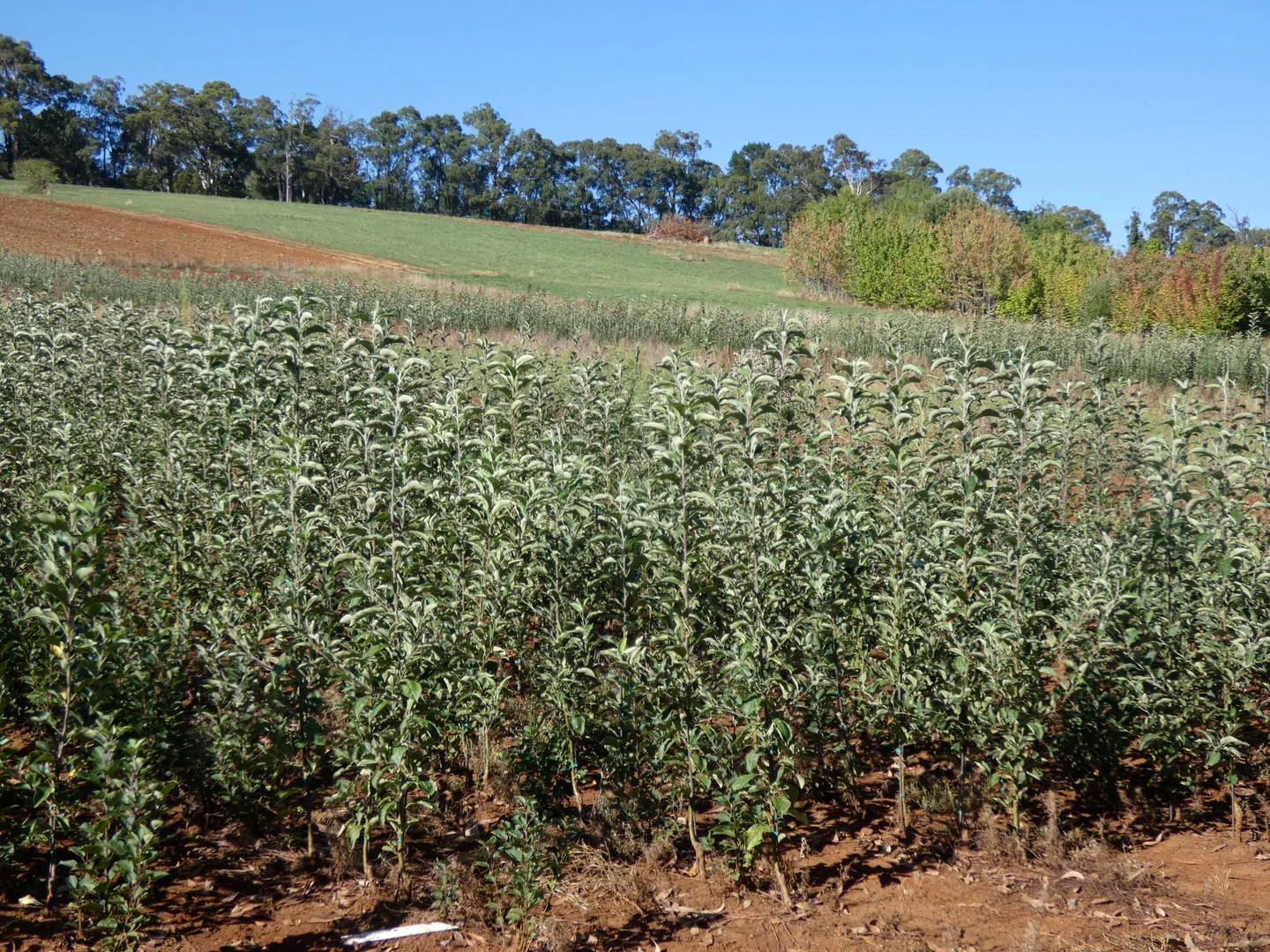 Additional image 6 of Lot 1/95 Macclesfield Road, Monbulk VIC 3793