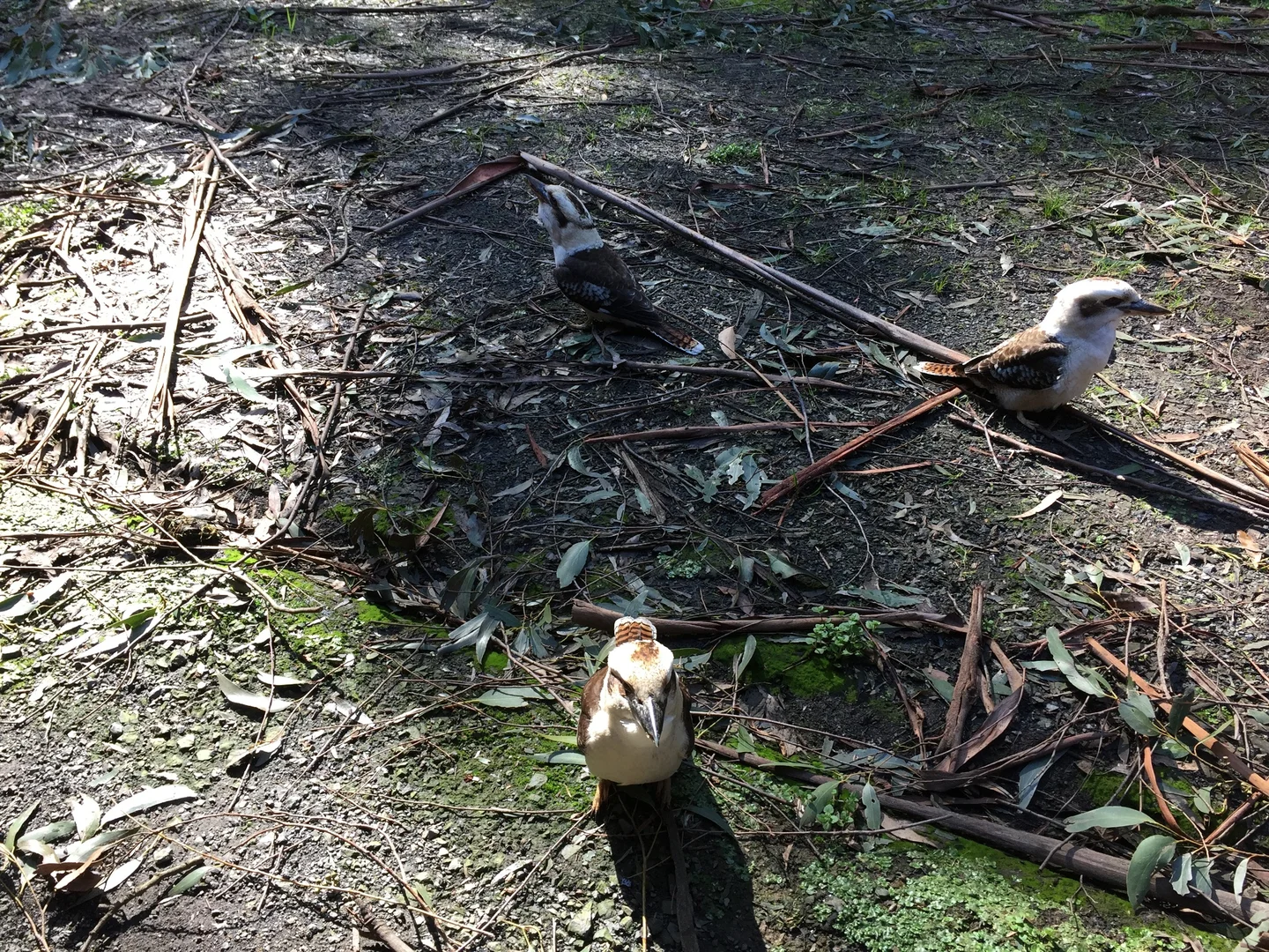 Additional image 22 of 120 Yuonga Road, Warburton VIC 3799