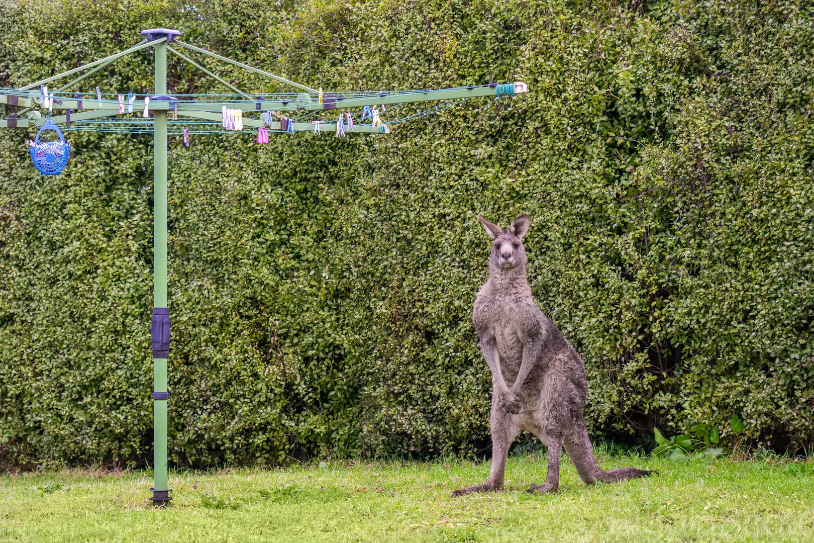 Additional image 18 of 12 Wynvale Rise, Hepburn VIC 3461