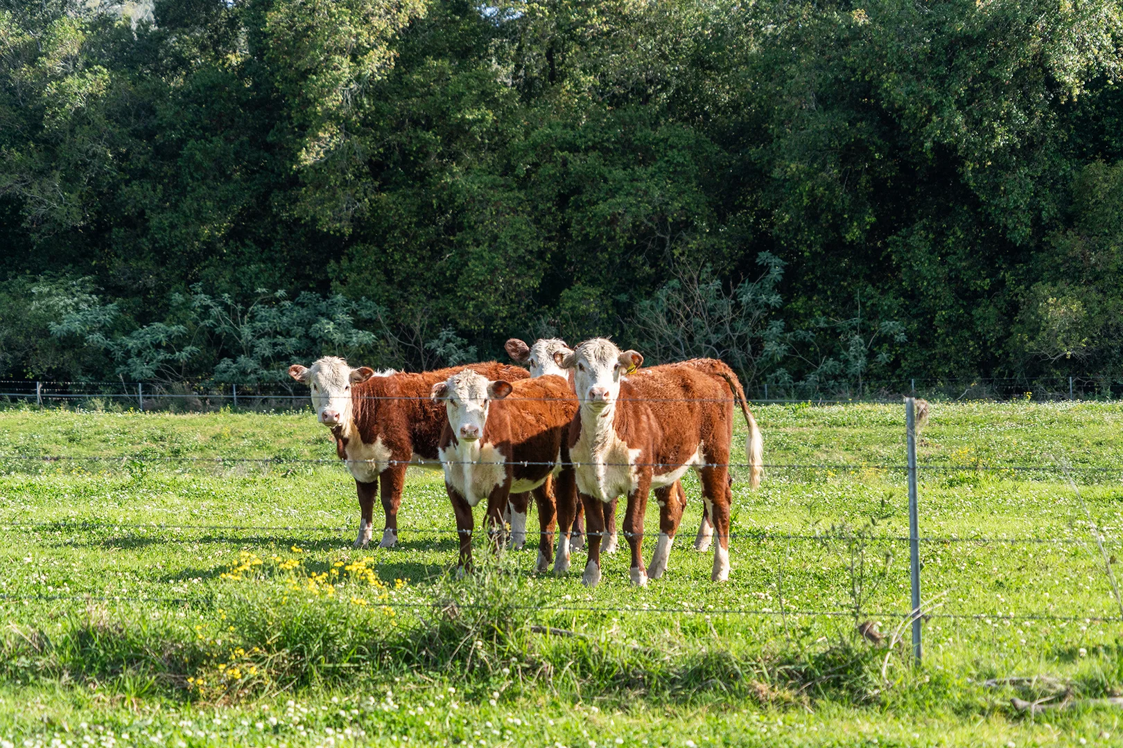 Additional image 18 of 213 Stroud Hill Road, Stroud NSW 2425