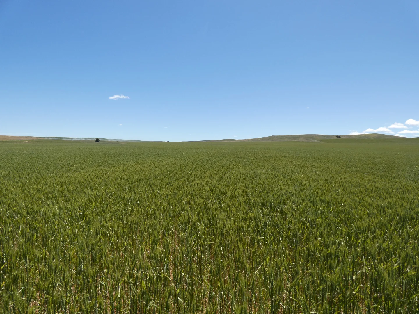 Additional image 5 of 1256 Belalie Rd, Canowie Belt SA 5420