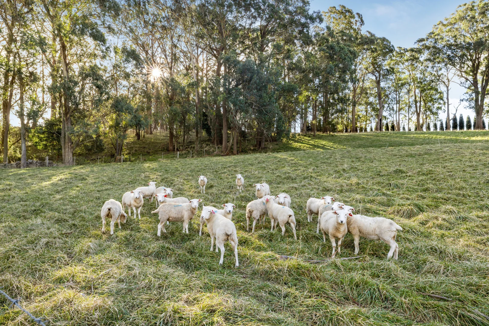 Additional image 17 of 22 St Clair Street, Bowral NSW 2576