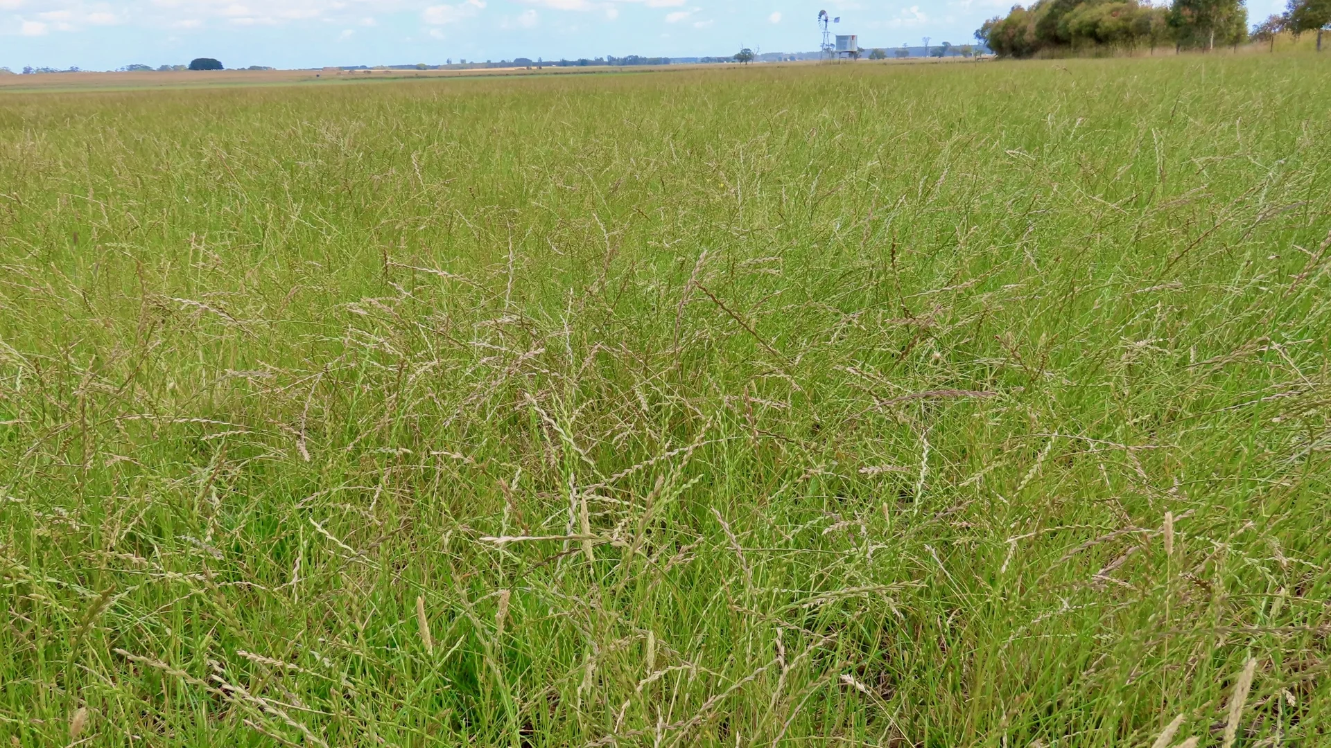 Additional image 15 of Contact Agent, Macarthur VIC 3286