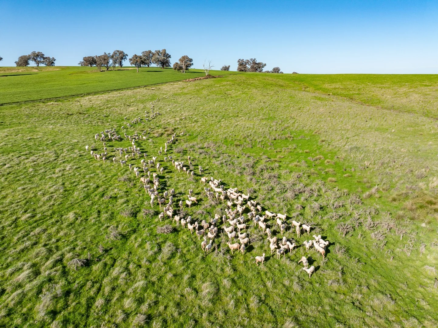 Additional image 2 of Bumbaldry Road, Greenethorpe NSW 2809