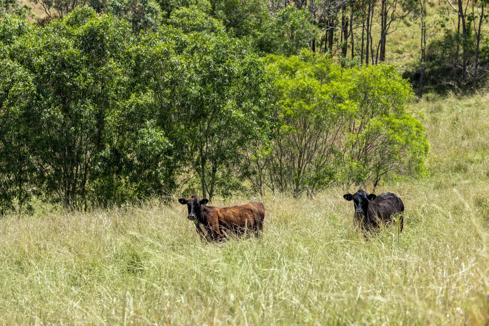 Additional image 2 of 1255 Bulmers Road, Hogarth Range NSW 2469