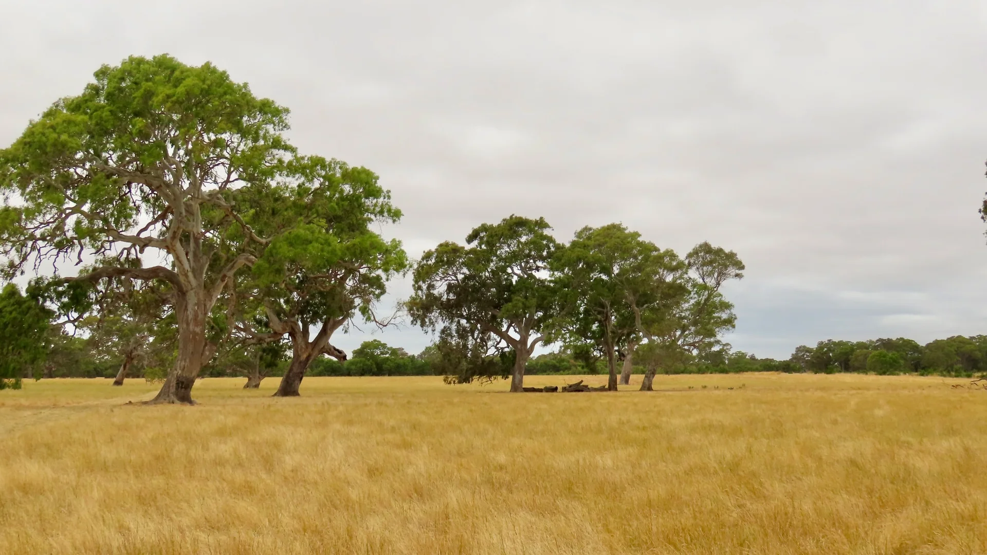 Additional image 15 of Lot 899 Mount McIntyre Road, Kalangadoo SA 5278