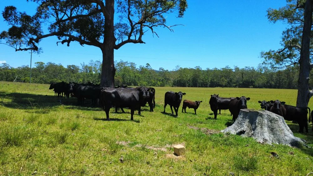 Additional image 9 of Lot 2 Upper Smiths Creek Road, Kundabung NSW 2441