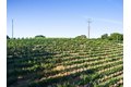Additional image 74 of 15060 Montebello Rd, Cupertino, CA, 95014