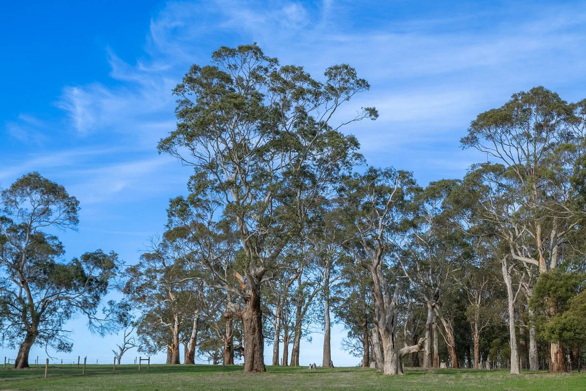 Additional image 10 of Holts Road, Elliminyt VIC 3250