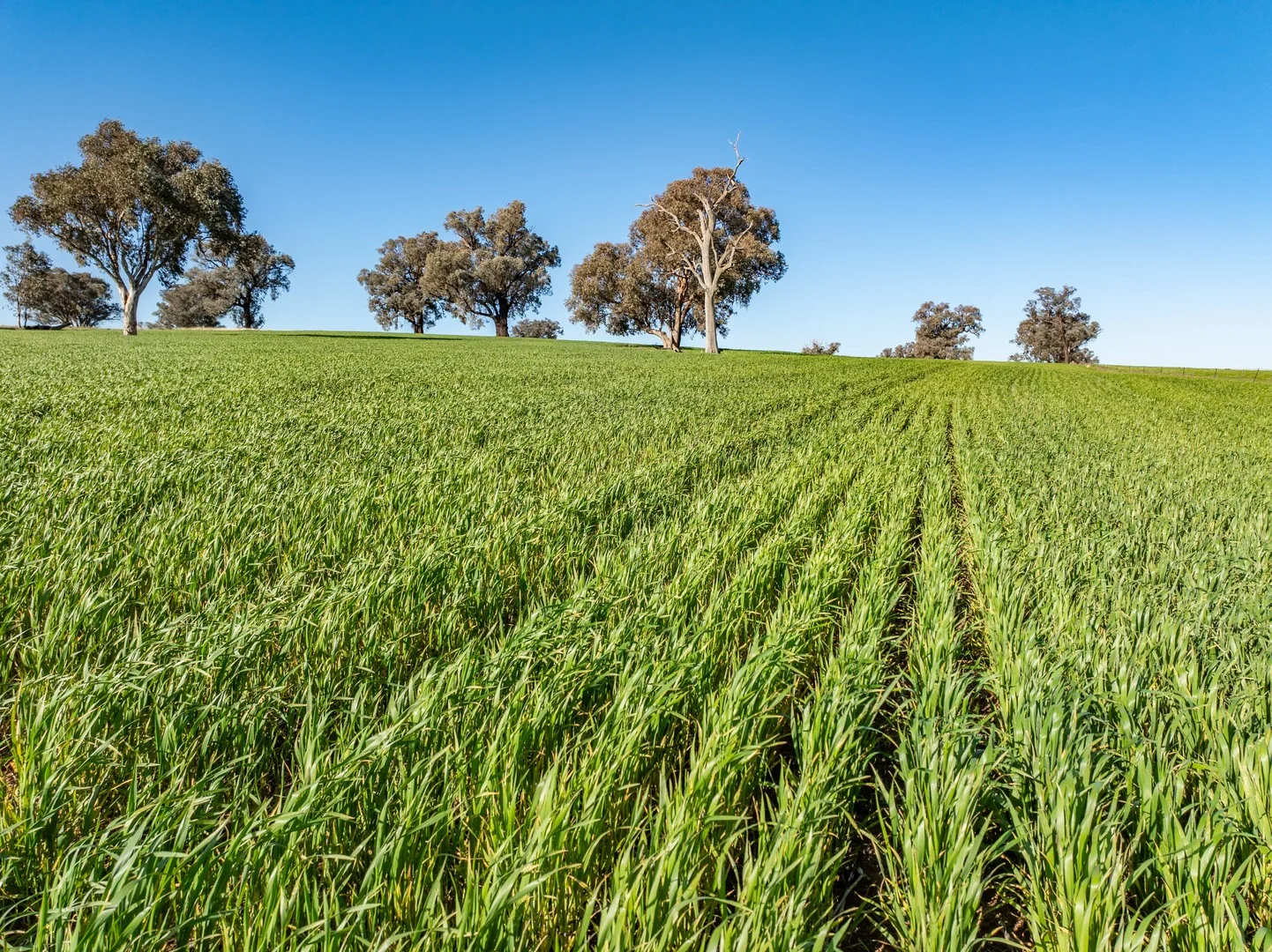 Additional image 7 of Bumbaldry Road, Greenethorpe NSW 2809