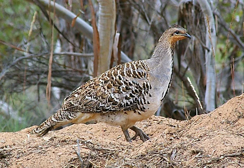 Additional image 2 of 431 The Springs Road, Rankins Springs NSW 2669