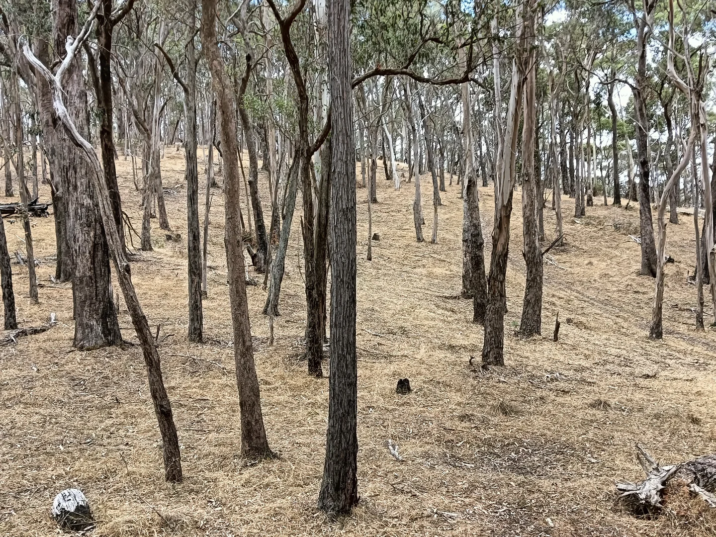 Additional image 28 of Strathbogie VIC 3666