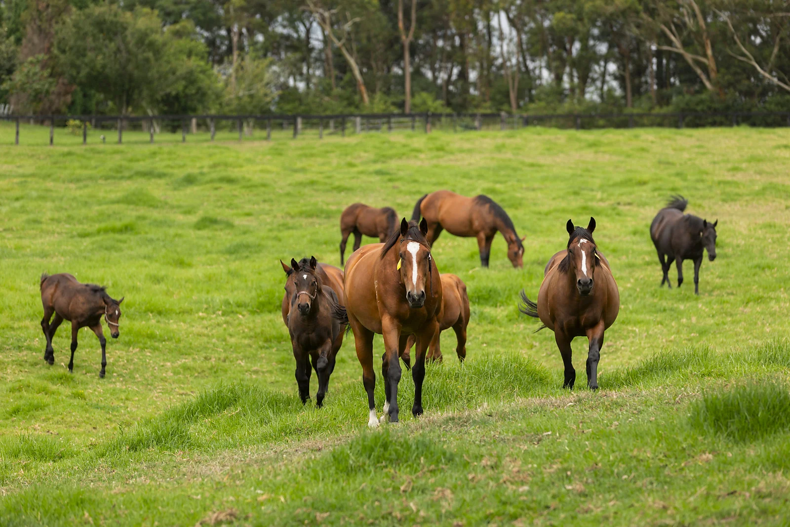 Additional image 8 of 176 Greta Road, Kulnura NSW 2250