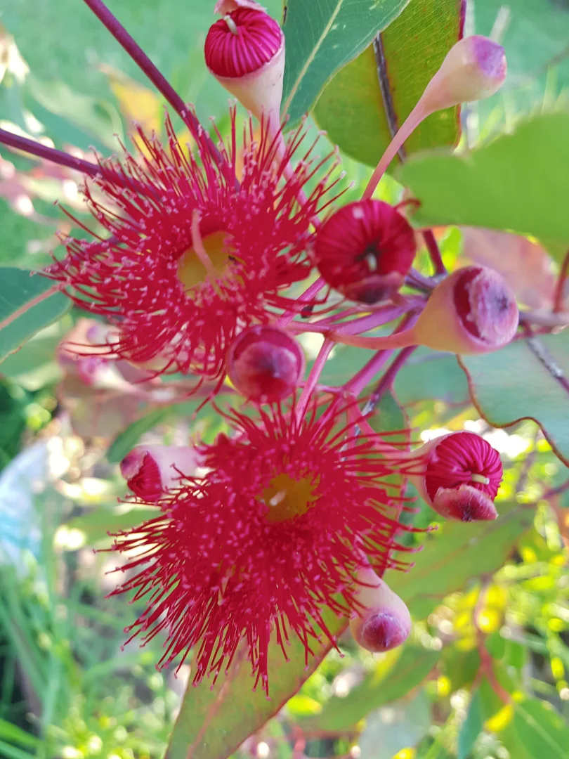 Additional image 7 of 90 Harris Street, Corryong VIC 3707