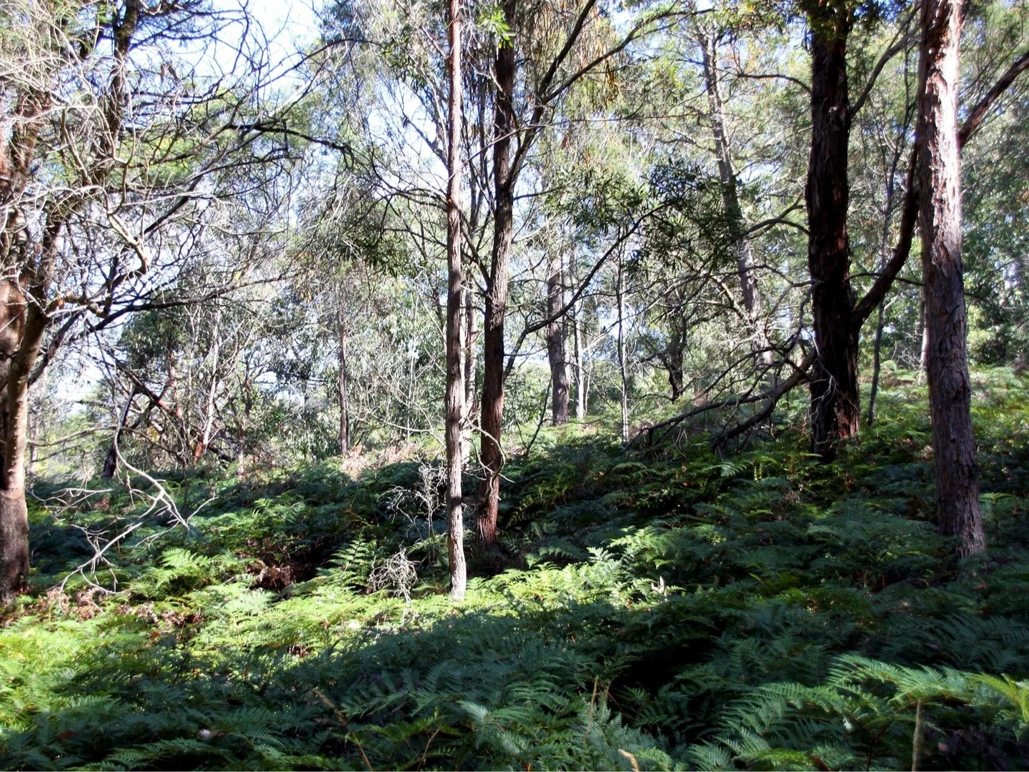 Additional image 17 of 58 Neville Lane, Napoleons VIC 3352