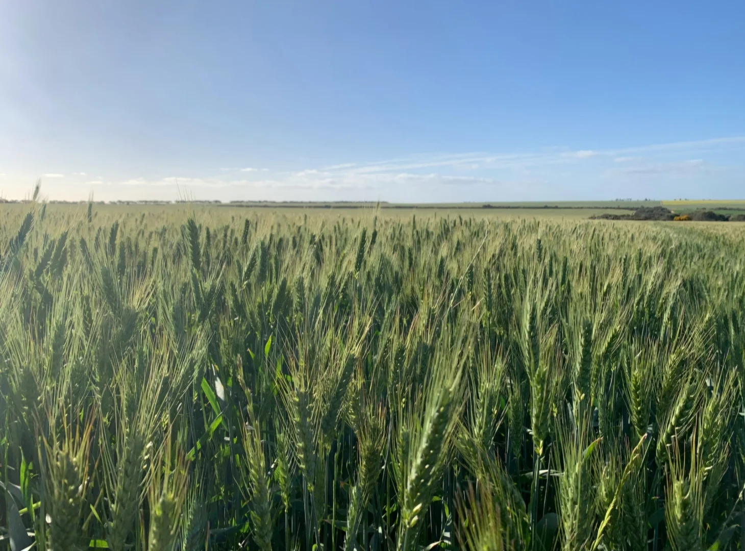 Additional image 13 of Valentine Road, Wicherina WA 6532