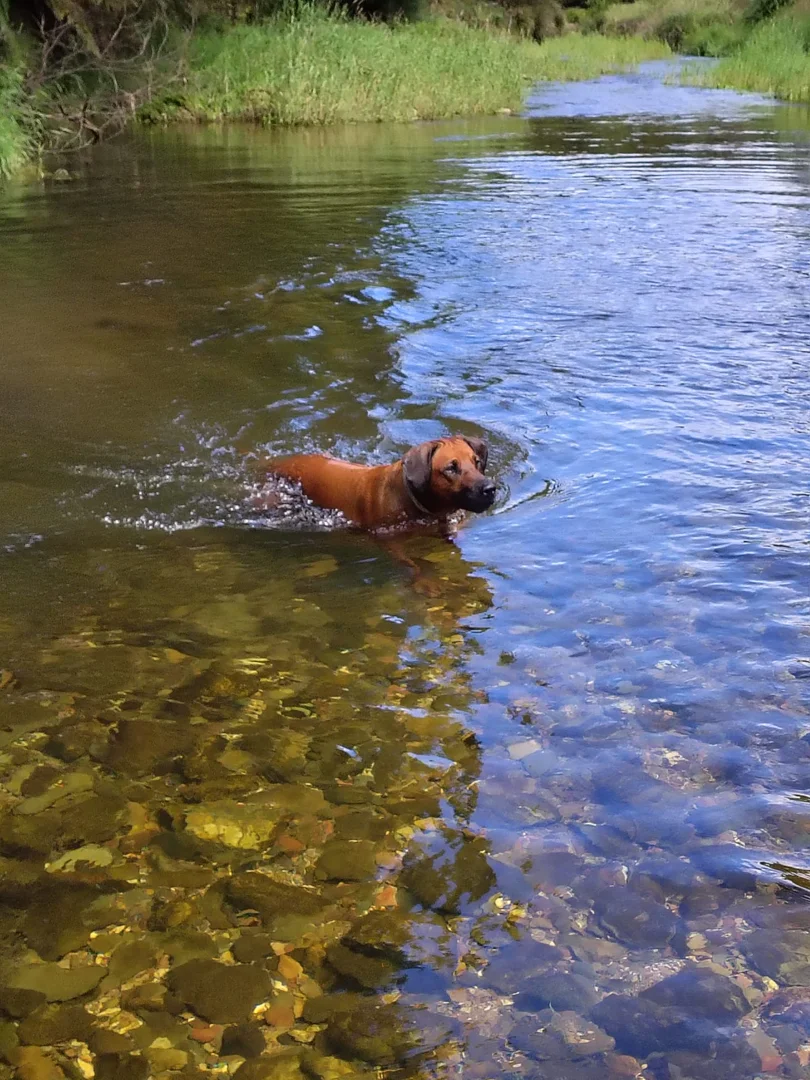 Additional image 41 of 115 Gulph Creek Road, Nerrigundah NSW 2545