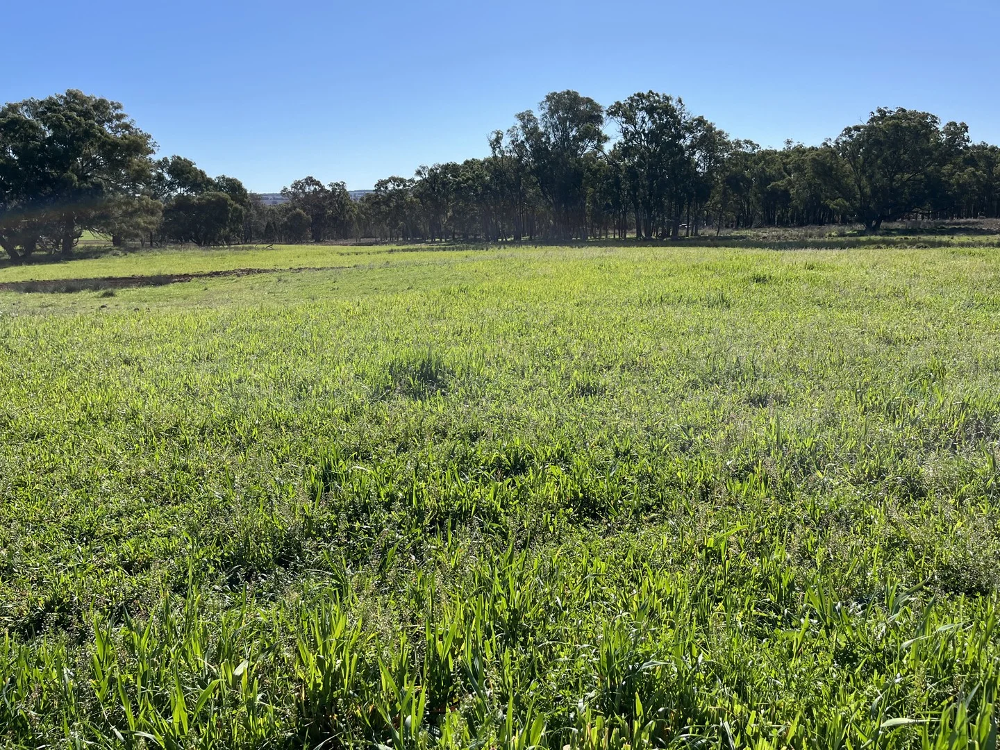 Additional image 2 of "Piambra" 714 Piambra Road, Binnaway NSW 2395