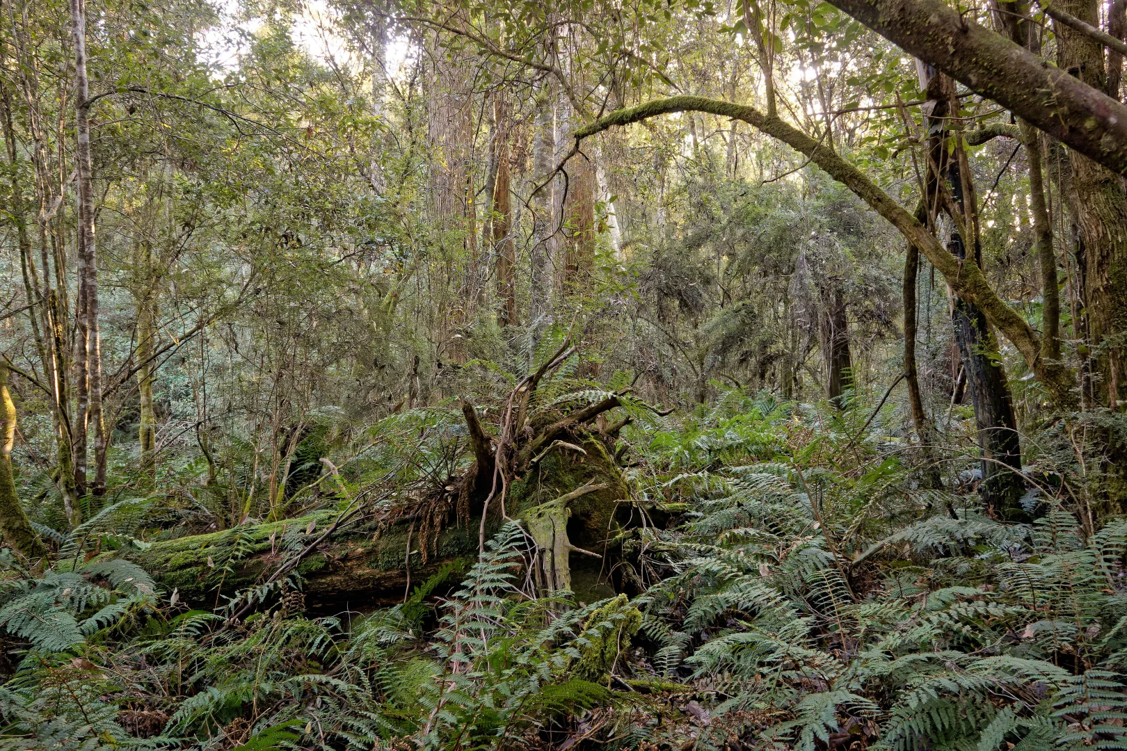 Additional image 16 of Lot 1, 660 Larcombes Road, Reedy Marsh TAS 7304