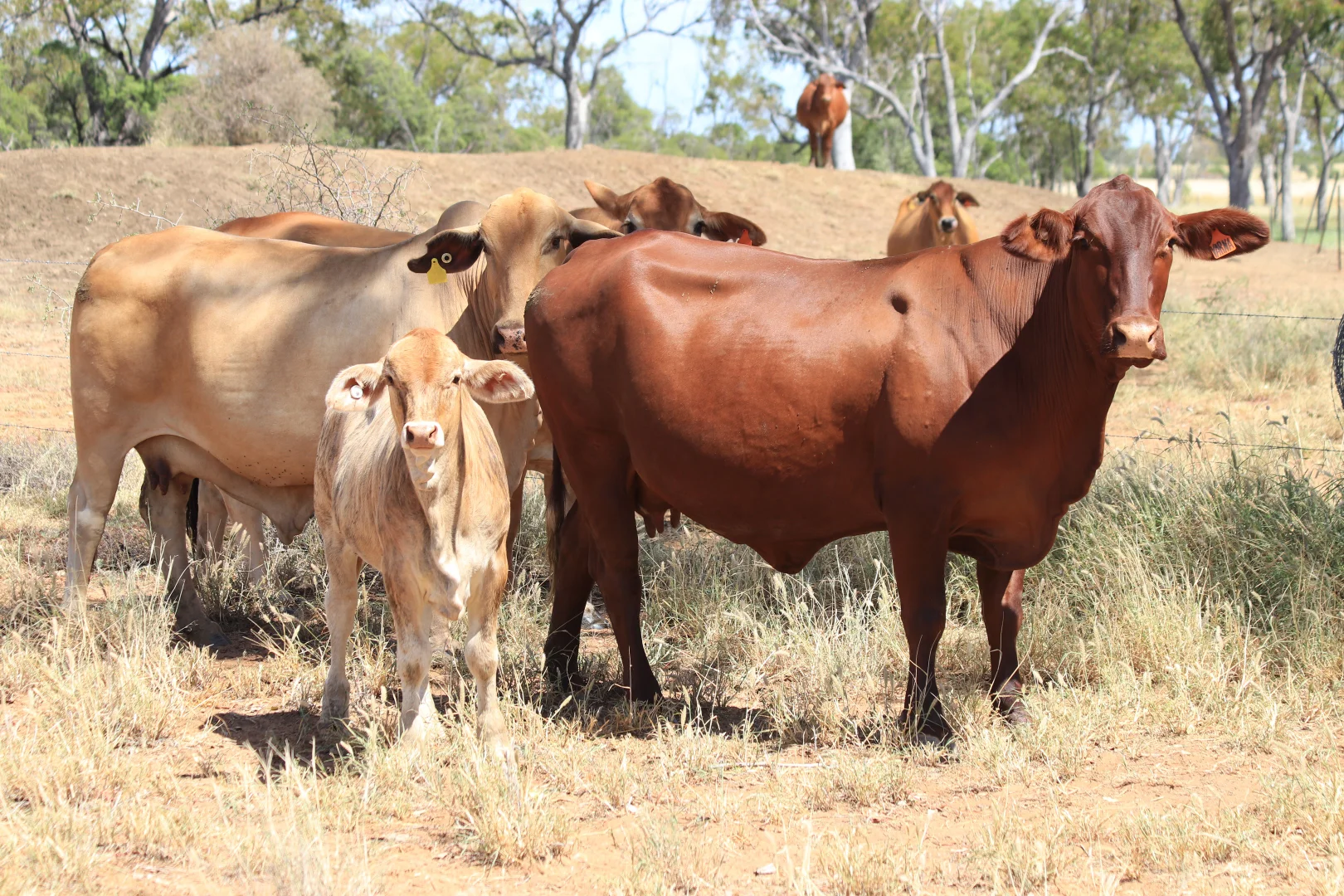 Additional image 17 of 205 Redbank Road, Roma QLD 4455