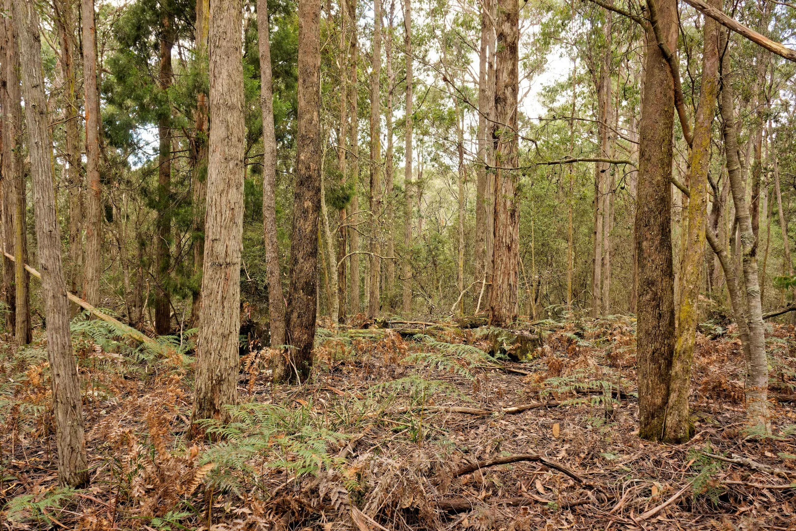 Additional image 3 of Lot 1, 660 Larcombes Road, Reedy Marsh TAS 7304