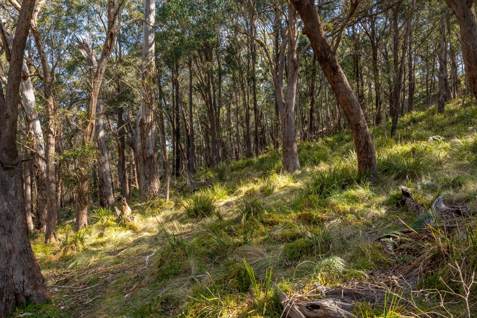 Additional image 26 of 153 Blue Bush Road, Wyanbene NSW 2622