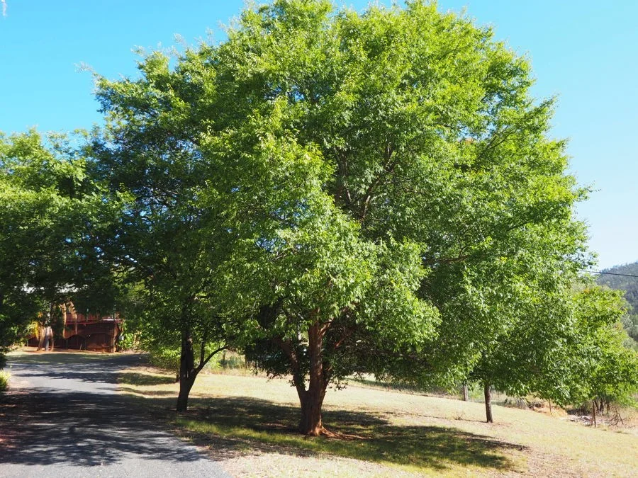 Additional image 21 of 8 White Street, Bingara NSW 2404